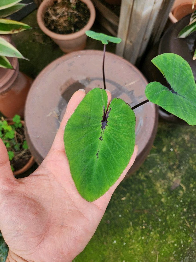 콜로카시아 파라오파스크 이미지