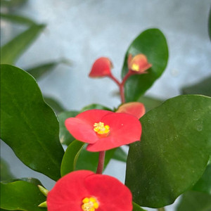 가시없는 꽃기린