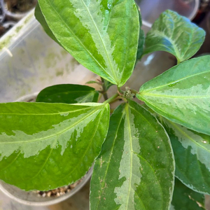 큰잎 엘라토스테마