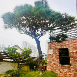 마당에 있는 소나무 팝니다