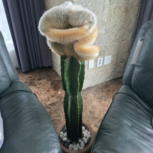 대형 밍크선인장