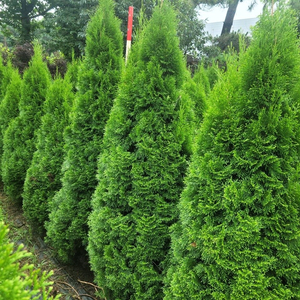 소나무판매 애메랄드그린판매조경수판매01058634005