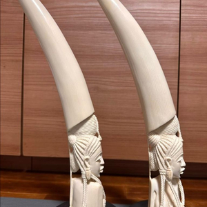 통 상아 조각 있는 리얼 천연상아 2개 1set 일괄