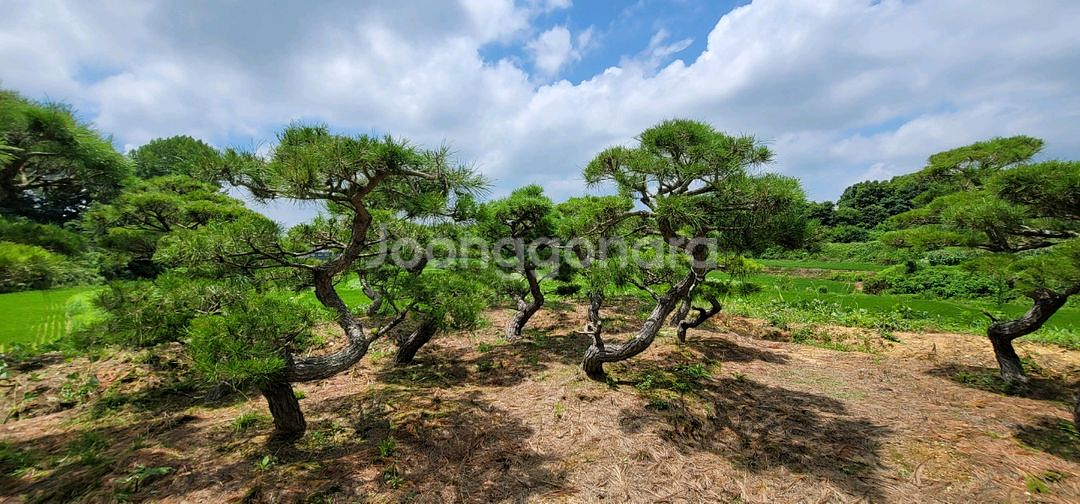 소나무판매 애메랄드그린판매조경수판매01058634005--3