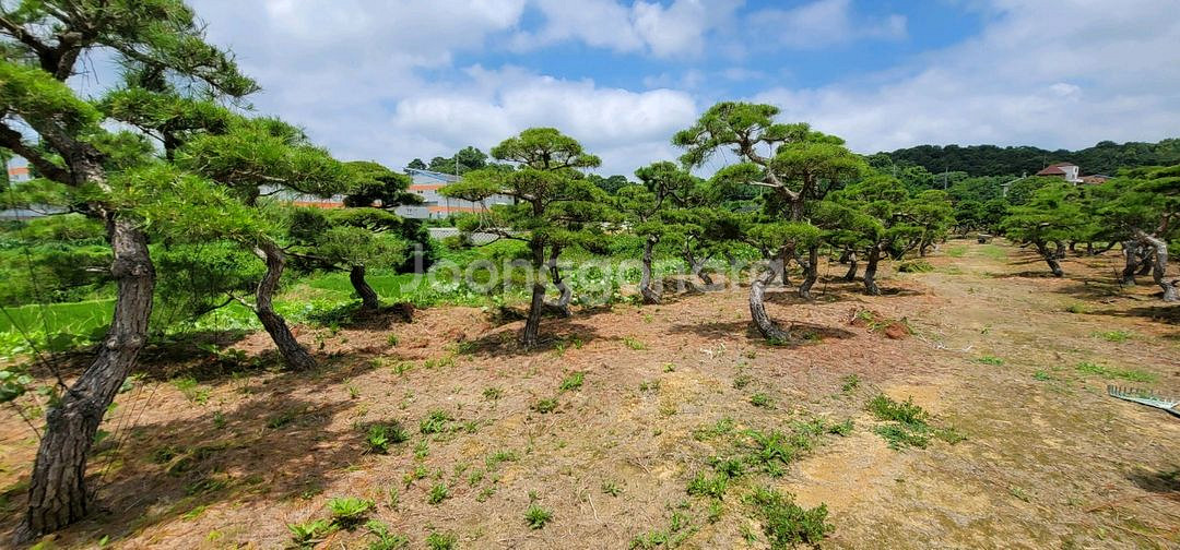 소나무판매 애메랄드그린판매조경수판매01058634005--4