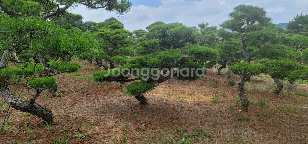 소나무판매 애메랄드그린판매조경수판매01058634005--7