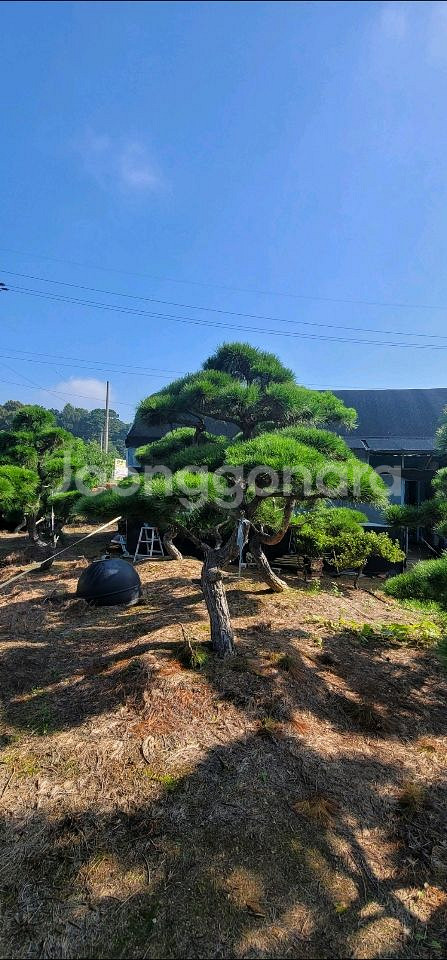 소나무판매 애메랄드그린판매조경수판매01058634005--9