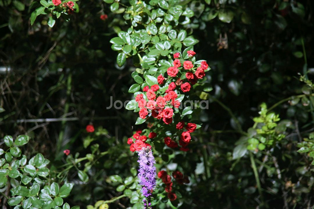 캐논 6D + 50mm f1.8 STM 판매합니다--4