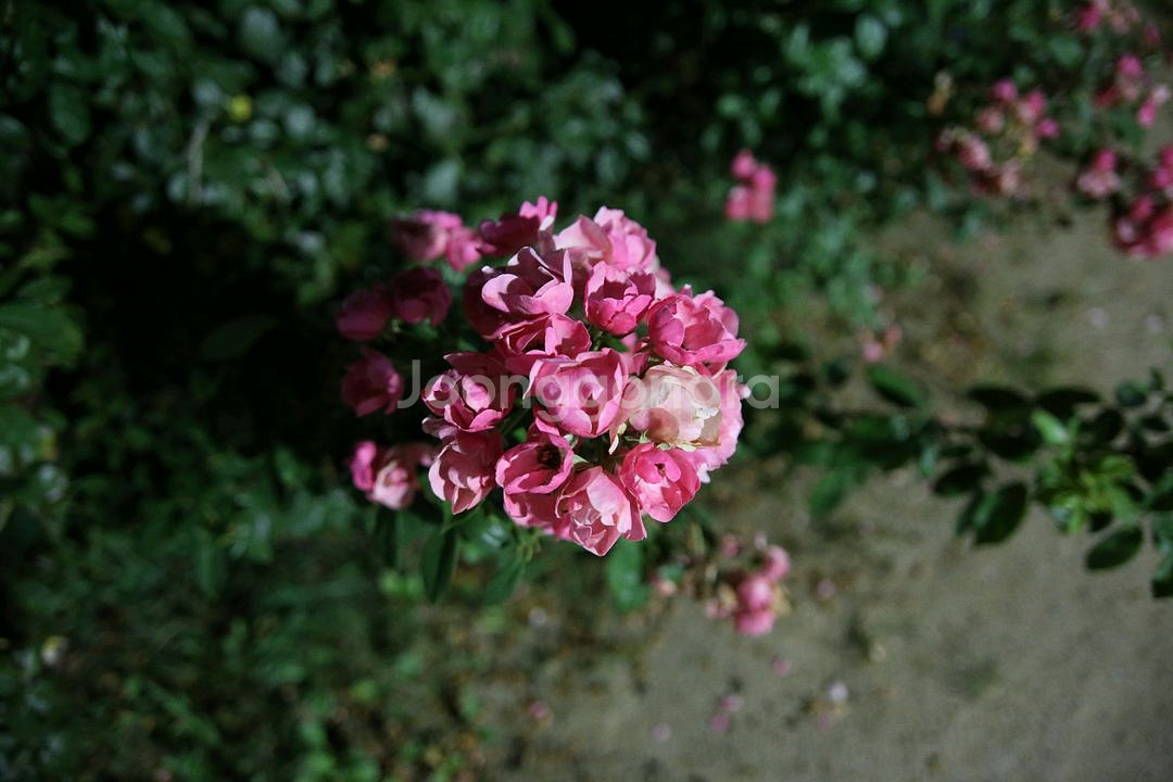 캐논 6D + 50mm f1.8 STM 판매합니다--7