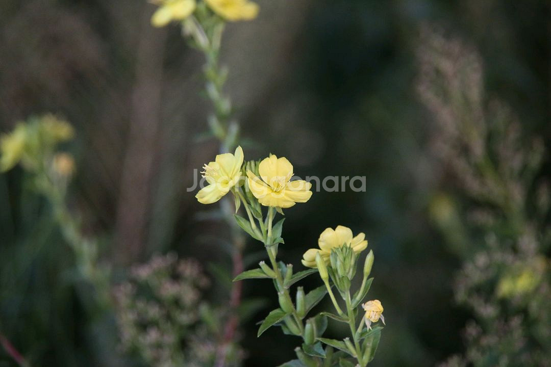 캐논 6D + 50mm f1.8 STM 판매합니다--6