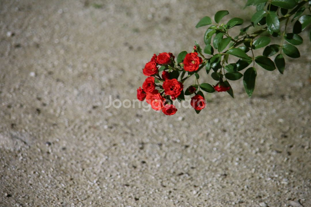 캐논 6D + 50mm f1.8 STM 판매합니다--5