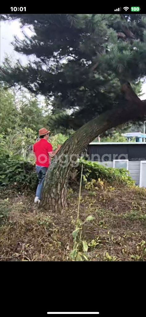 가브리소나무 특수목 조경수--0