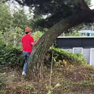 가브리소나무 특수목 조경수