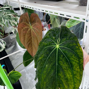 안스리움 bvit x blue pap