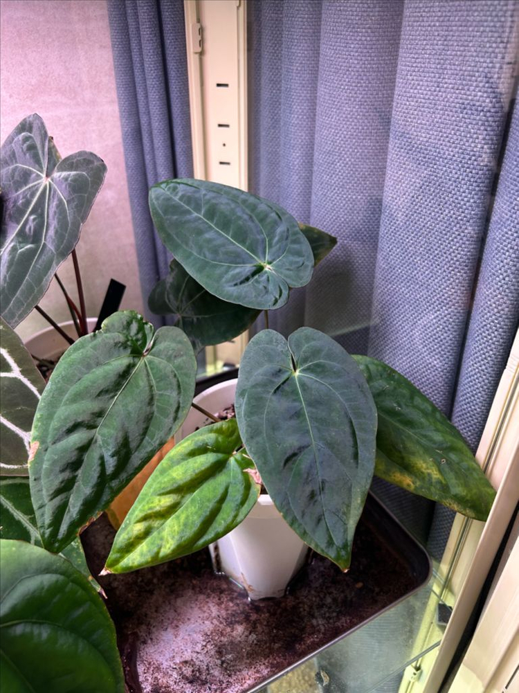 안스리움 bvit x blue pap--2