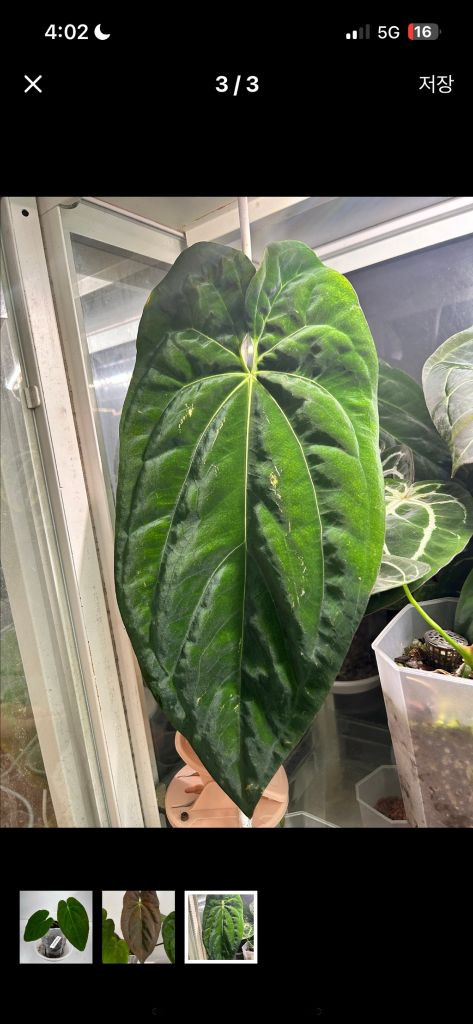 안스리움 bvit x blue pap--1