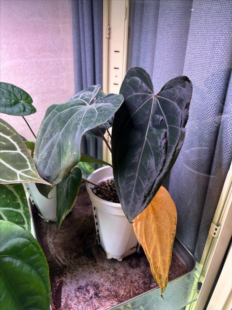 안스리움 no id--1