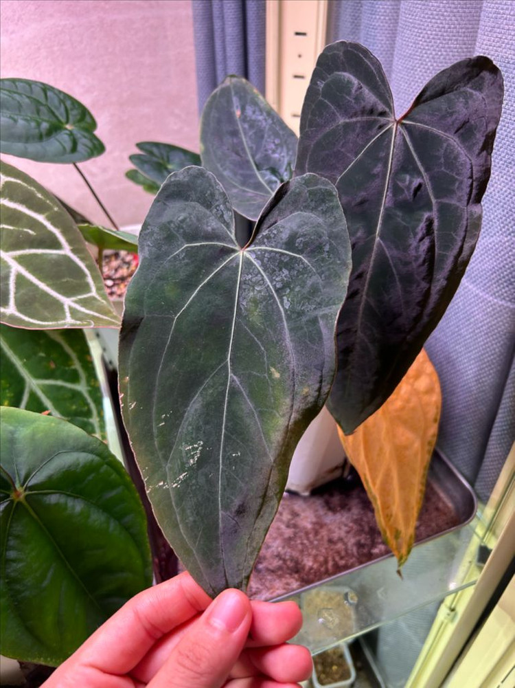 안스리움 no id--2