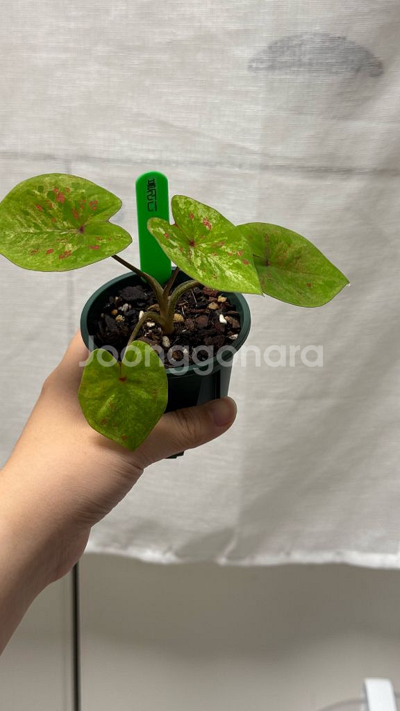 칼라디움 블러디--3