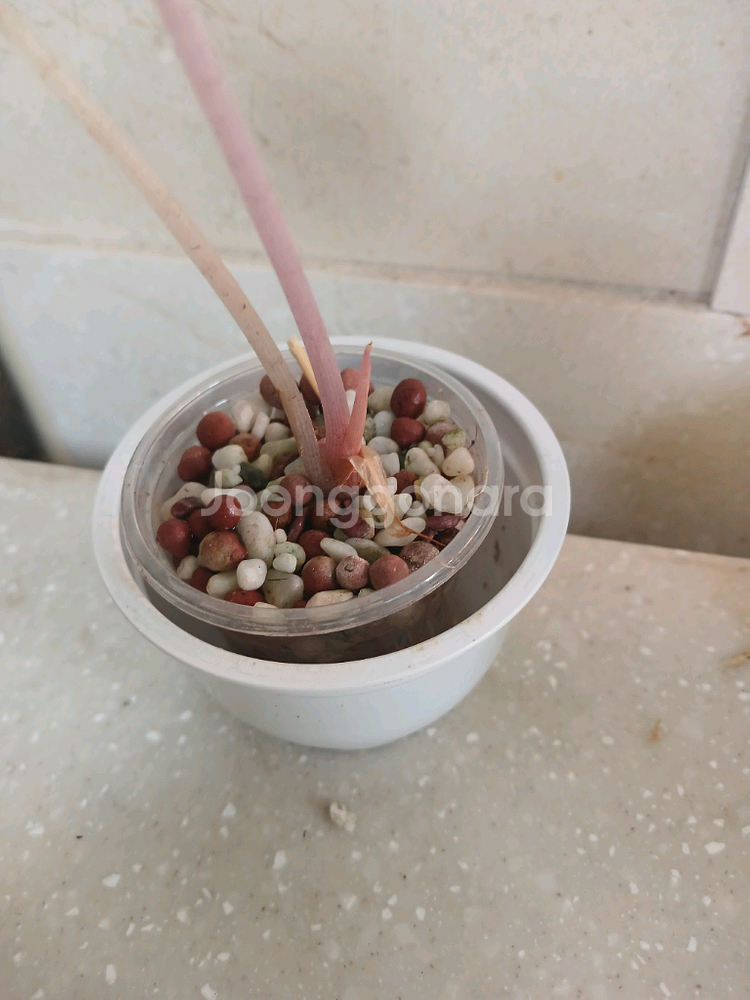 핑크드래곤 바리에가타. 엘로우오도라 2종일괄--4