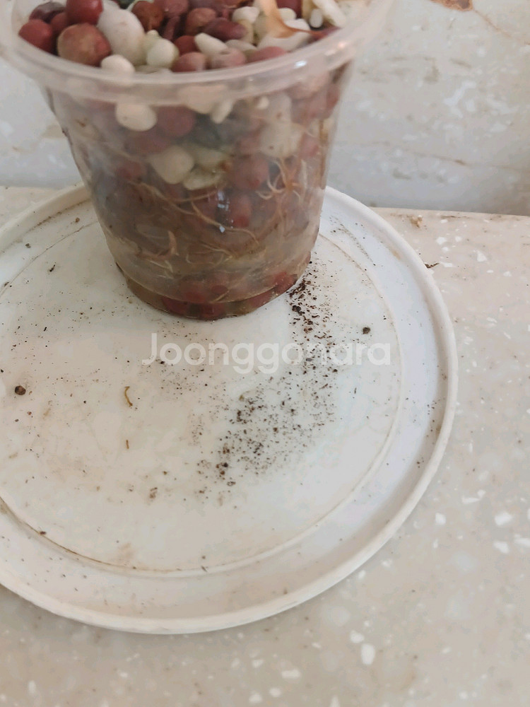 핑크드래곤 바리에가타. 엘로우오도라 2종일괄--5