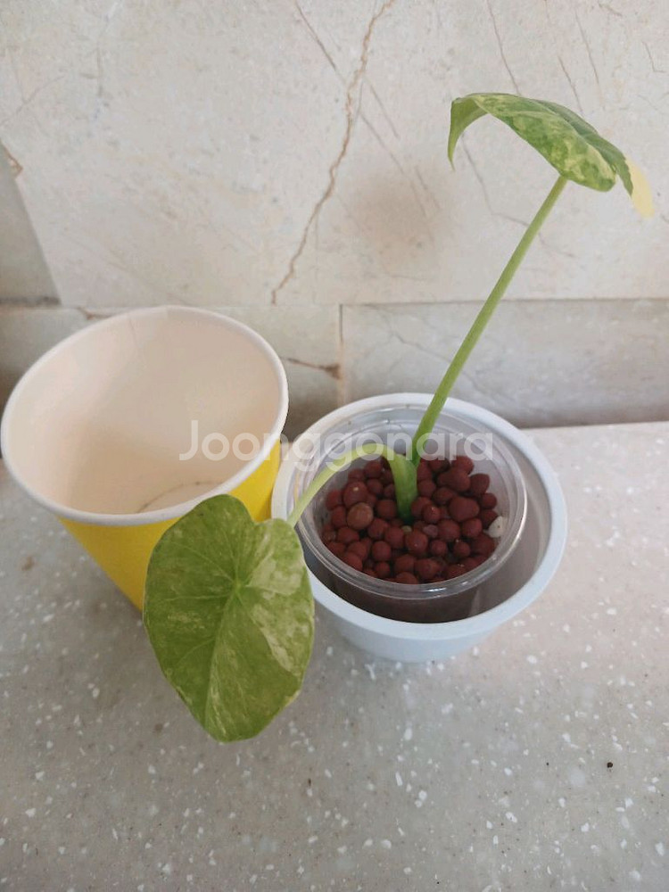 핑크드래곤 바리에가타. 엘로우오도라 2종일괄--6