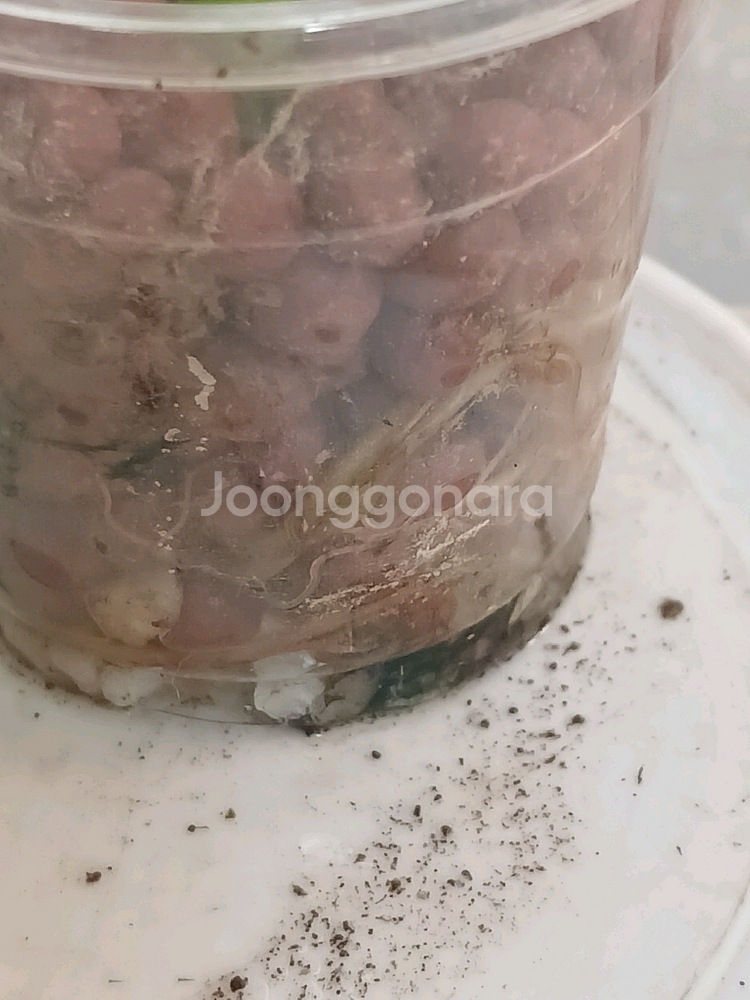 핑크드래곤 바리에가타. 엘로우오도라 2종일괄--9