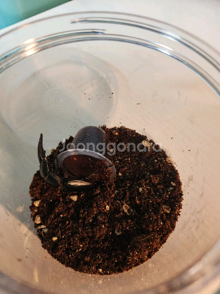 넓적 사슴벌레 수컷 분양--1