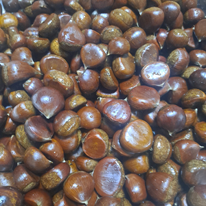 직접주운 햇밤 생밤 판매해요 3kg/5kg