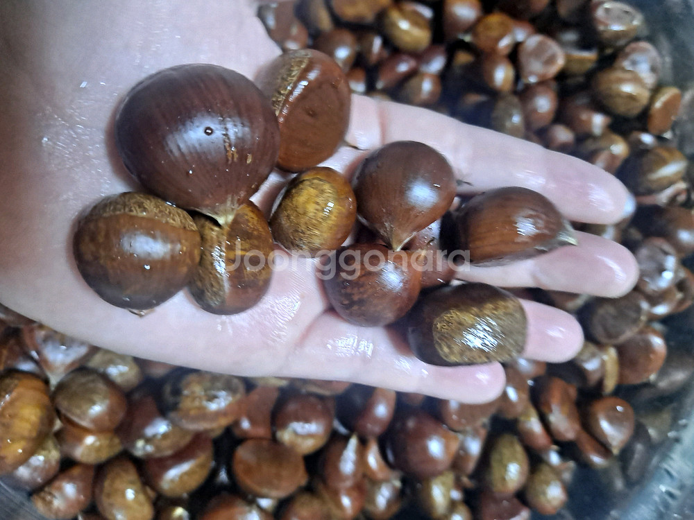 직접주운 햇밤 생밤 판매해요 3kg/5kg--1