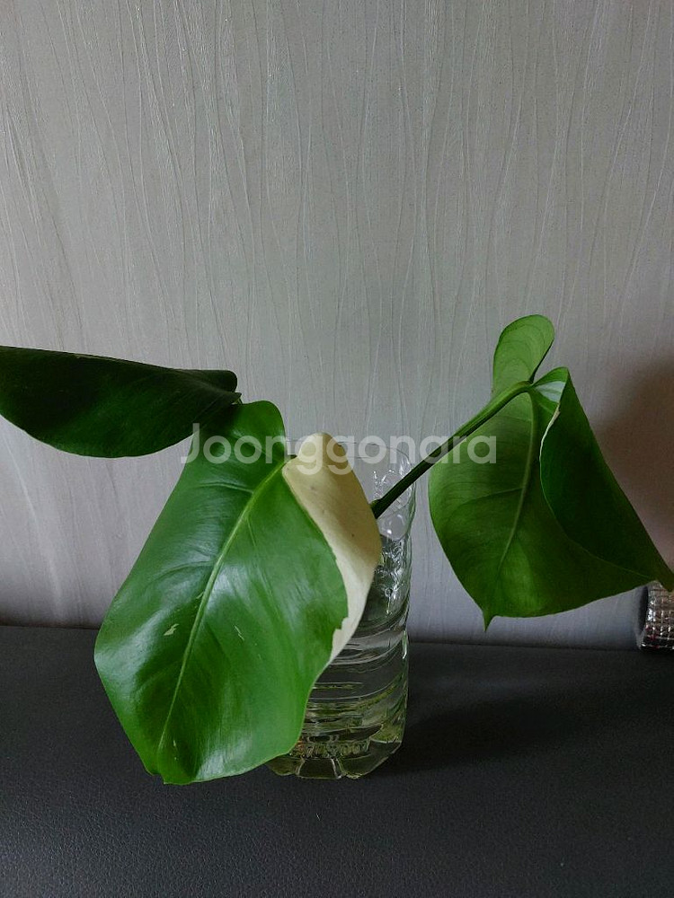 무늬 알보 몬스테라 수경식물--0