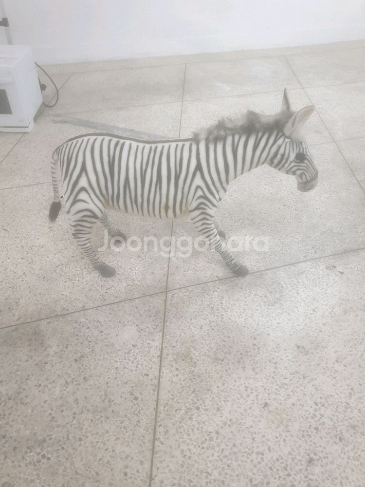 타는 얼룩말 팝니다--0