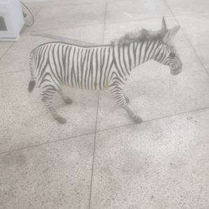 타는 얼룩말 팝니다