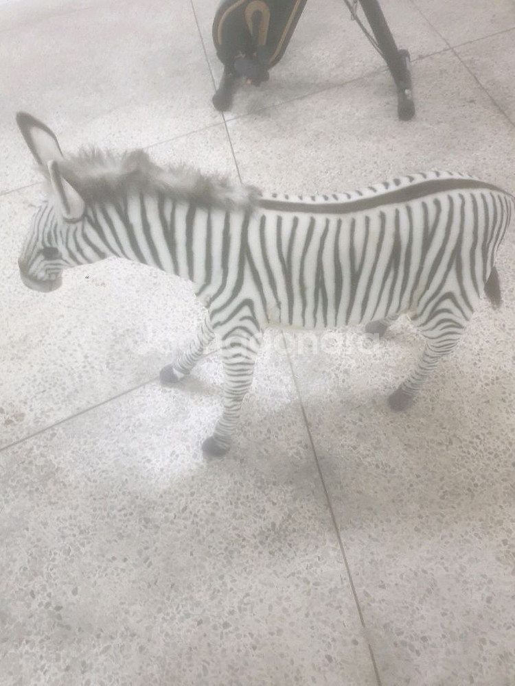 타는 얼룩말 팝니다--2