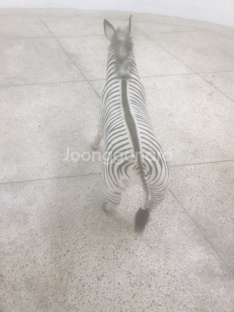 타는 얼룩말 팝니다--3