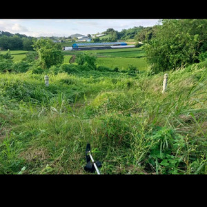 예초기 벌초대행 합니다 이미지