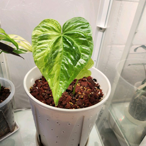 [신엽 사진추가] 안스리움 페다토라디아툼 바리에가타