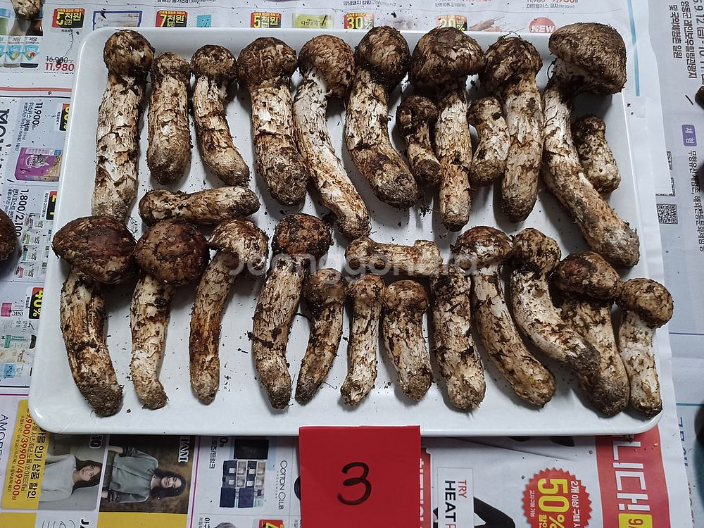 국내산 송이버섯 (1kg 25만원)--0
