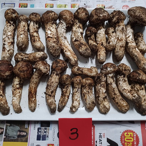 국내산 송이버섯 (1kg 25만원)