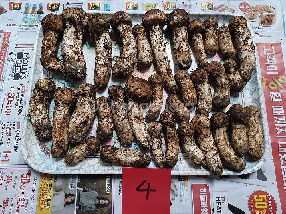 국내산 송이버섯 (1kg 25만원)--1