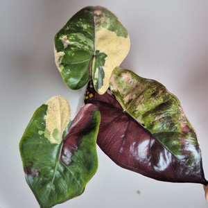 (초무천)플럼배 니그라 바리에가타 알로카시아