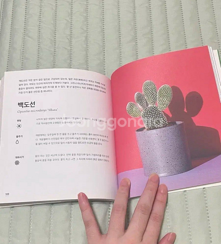 엠마 시블리 쉽게 키우는 선인장과 다육식물--3