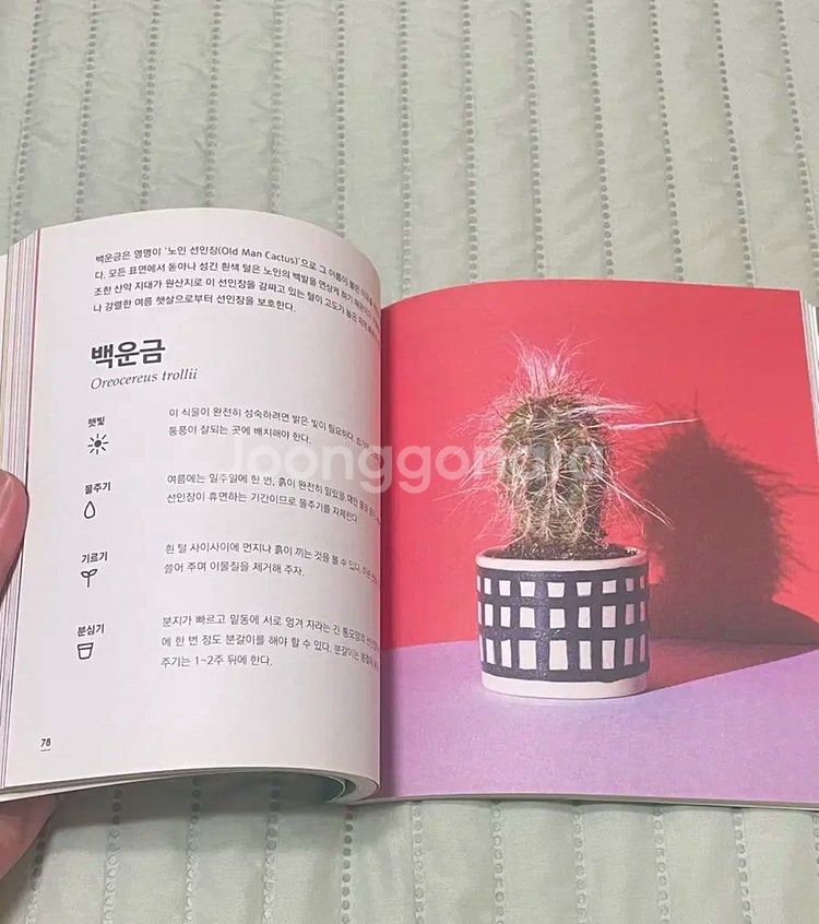 엠마 시블리 쉽게 키우는 선인장과 다육식물--2