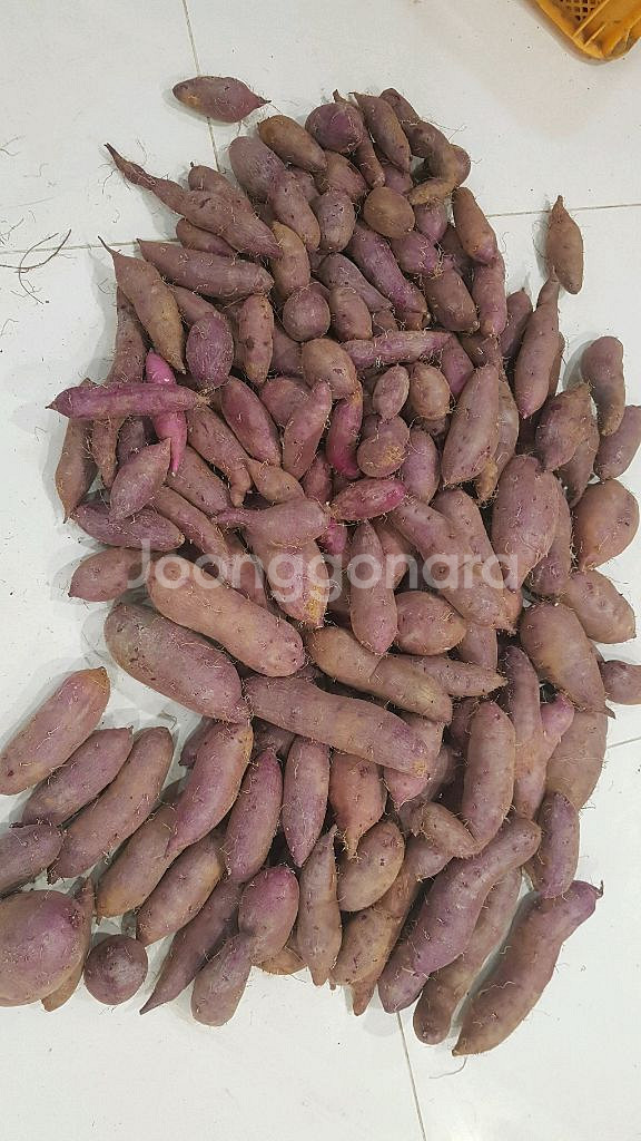 자색고구마--0