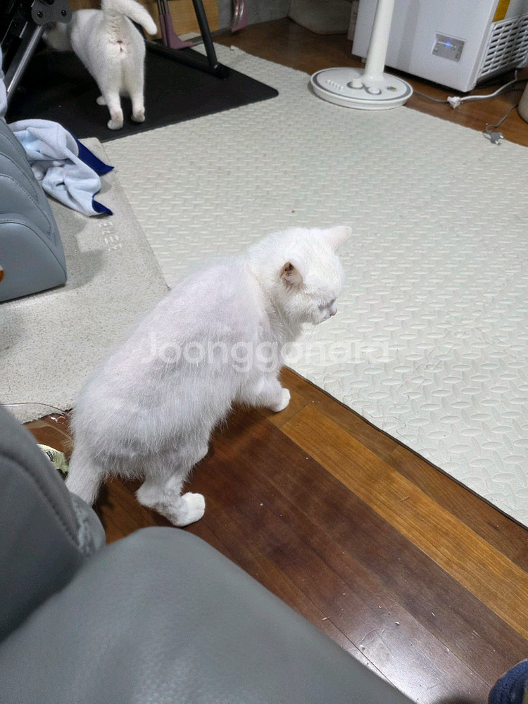 고양이 분양합니다--0
