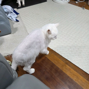 고양이 분양합니다
