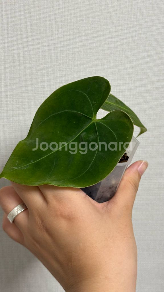 안스리움 인도포르틸레x파필--2