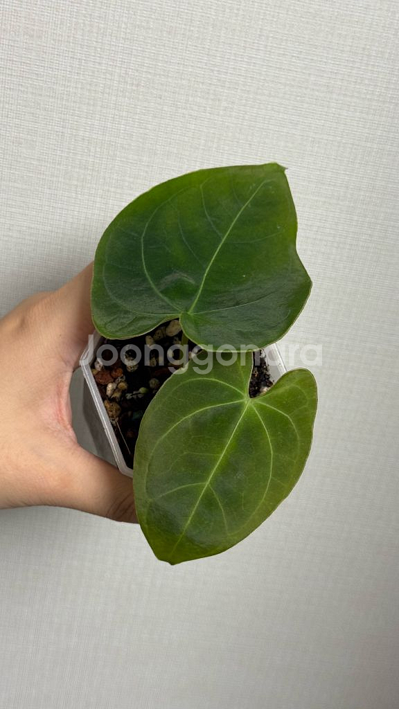 안스리움 인도포르틸레x파필--1
