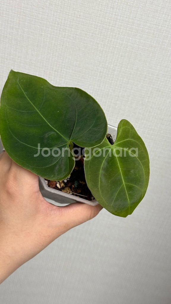 안스리움 인도포르틸레x파필--0
