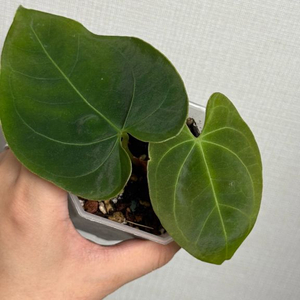 안스리움 인도포르틸레x파필